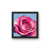 Rose - Plakat inkl. Ramme