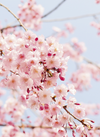 Blossoms (Minikort)