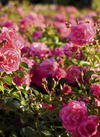 Blomster No6 (Minikort)