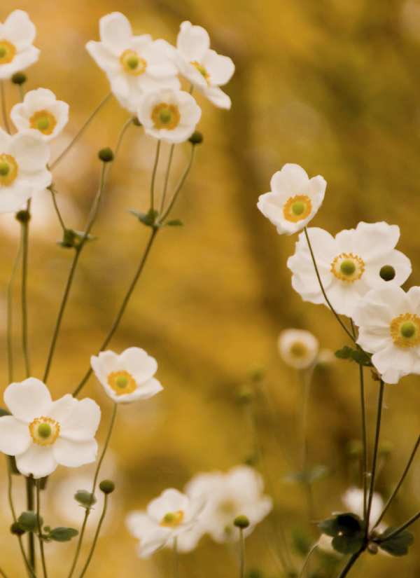 Blomster No5 (Minikort)