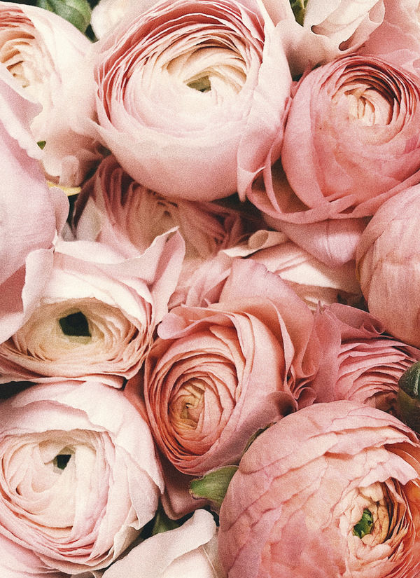 Roses No2 (Minikort)