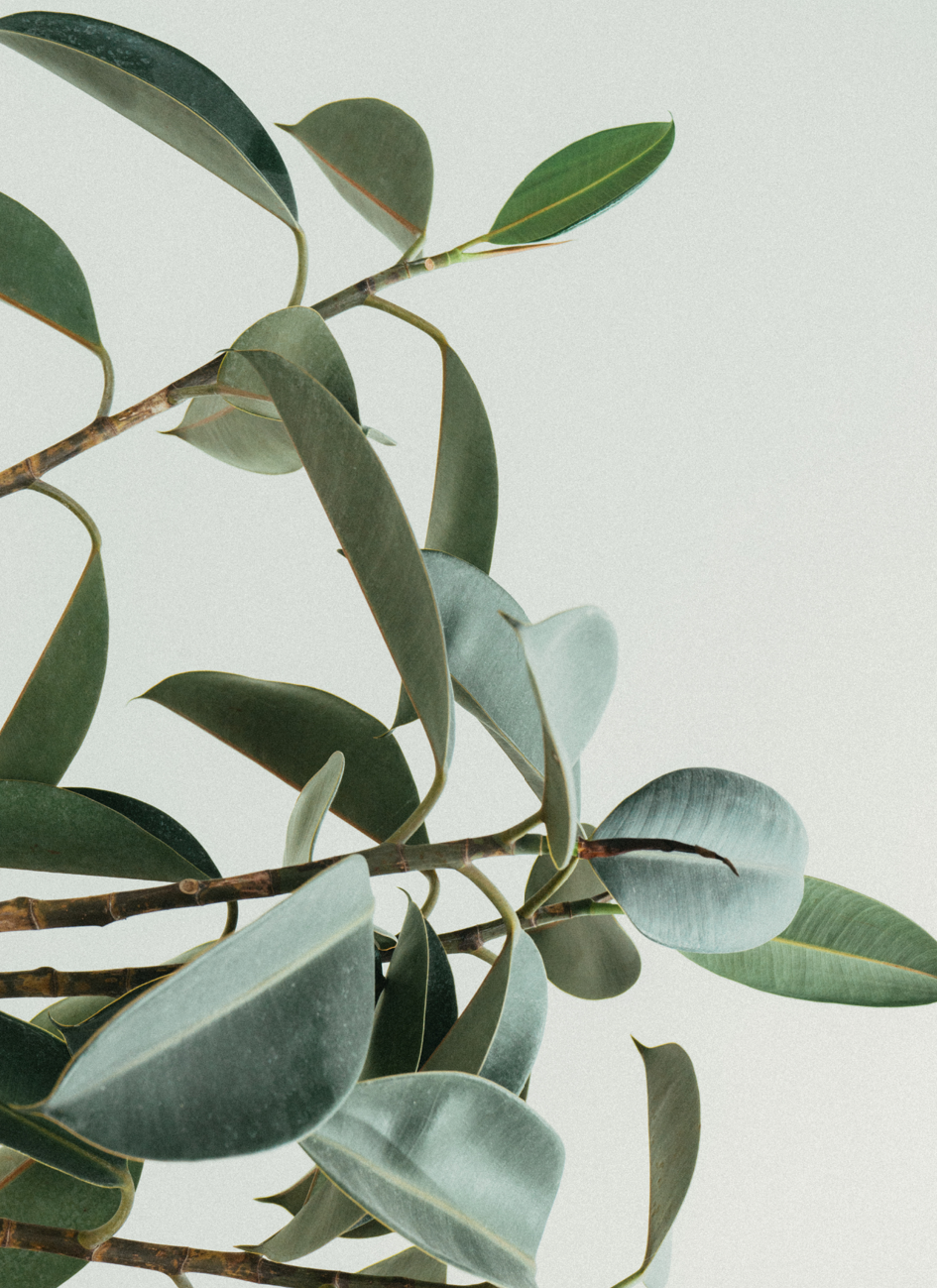 Leaves (Minikort)