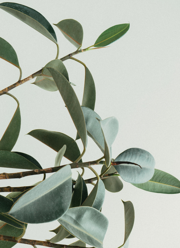 Leaves (Minikort)