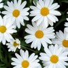 Daisies (Minikort)