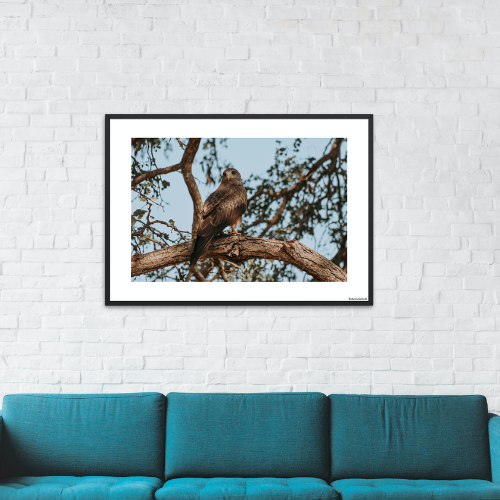 Safari - Ørn (mat look)