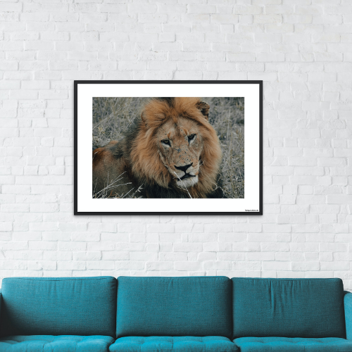 Safari - Løve tæt på (mat look)