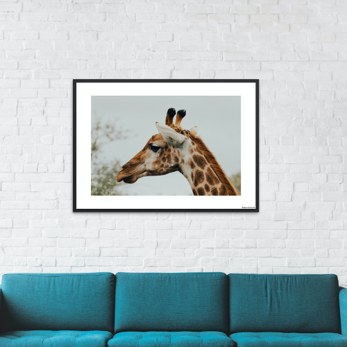 Safari - Giraf tæt på (mat look)