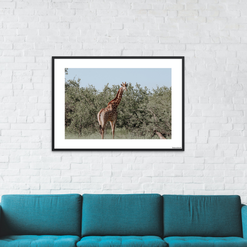Safari - Giraf der kigger (mat look)