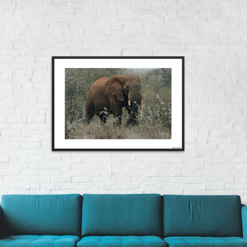 Safari - Elefant i krat (mat look)