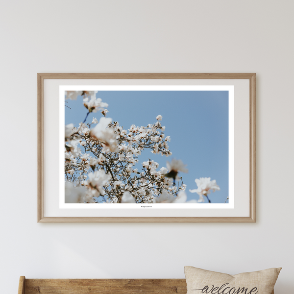 Blossoms - Plakat
