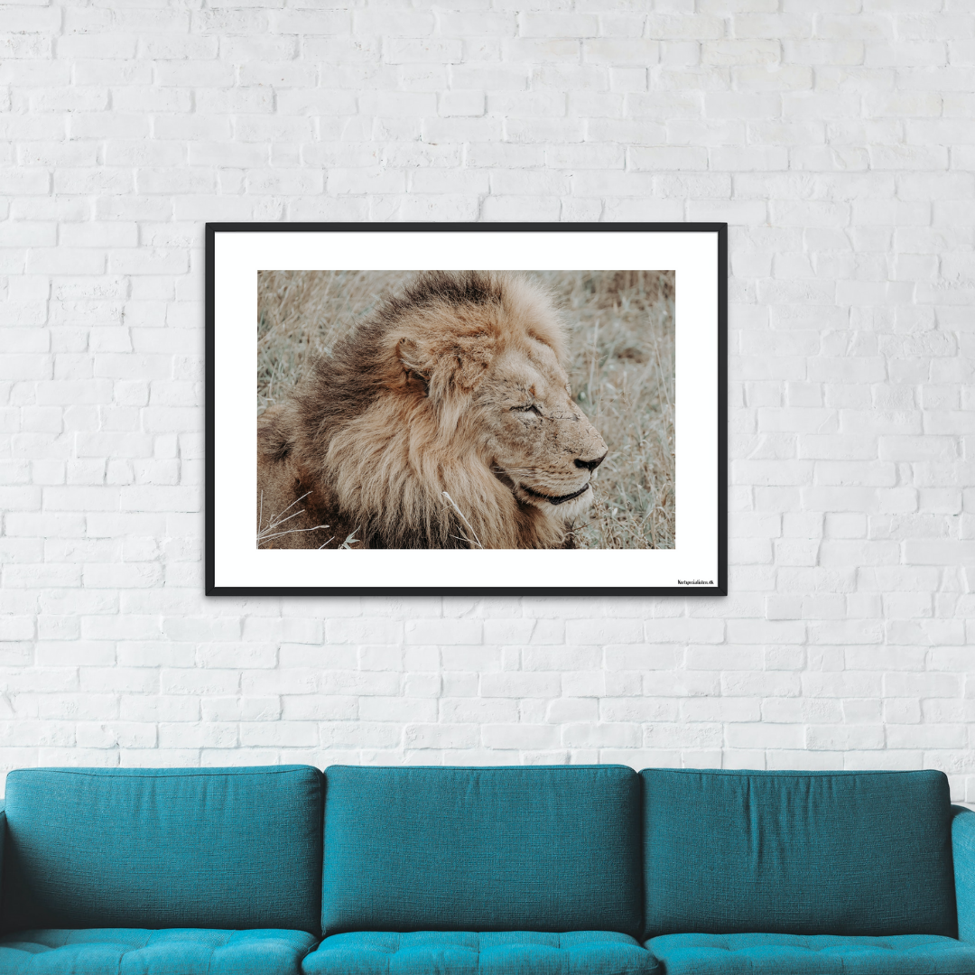 Safari - Hanløve (mat look)