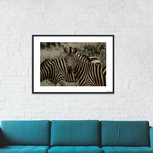 Safari - Zebra tæt på (mat look)