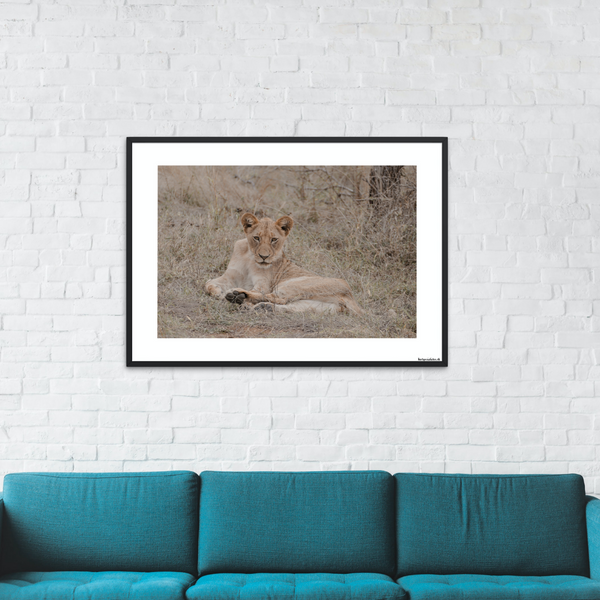 Safari - Løvinde (mat look)