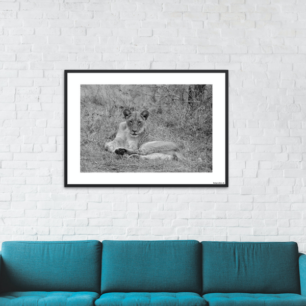 Safari - Løvinde s/h