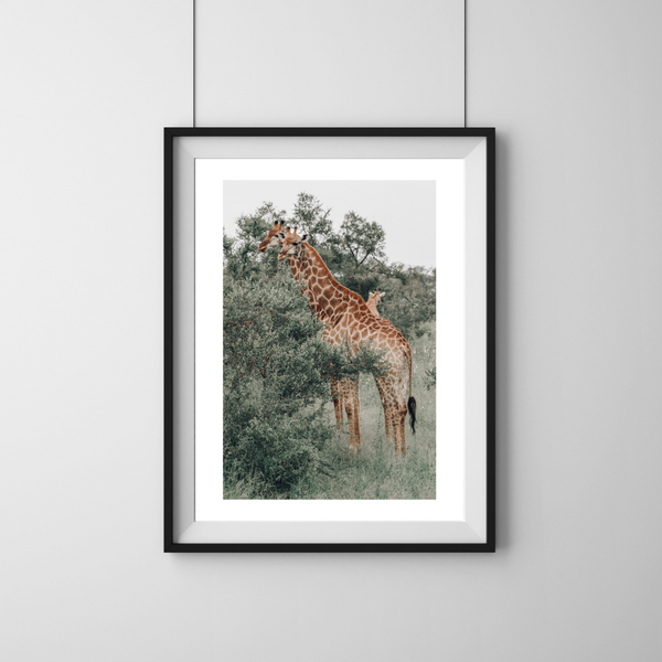 Safari - Giraffer spiser (mat look)