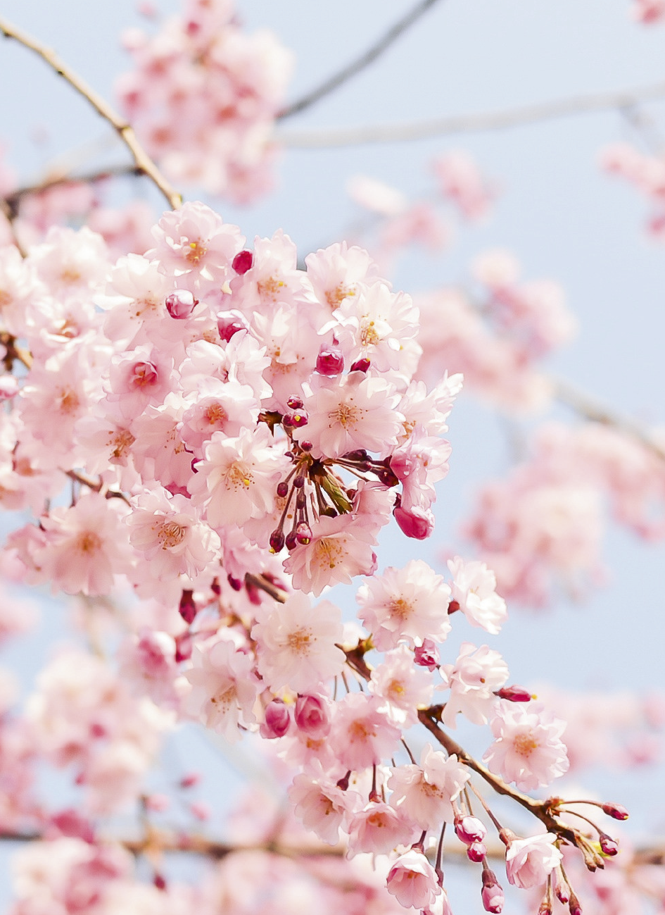 Blossoms (Minikort)