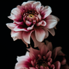 Blomster No2 (Minikort)