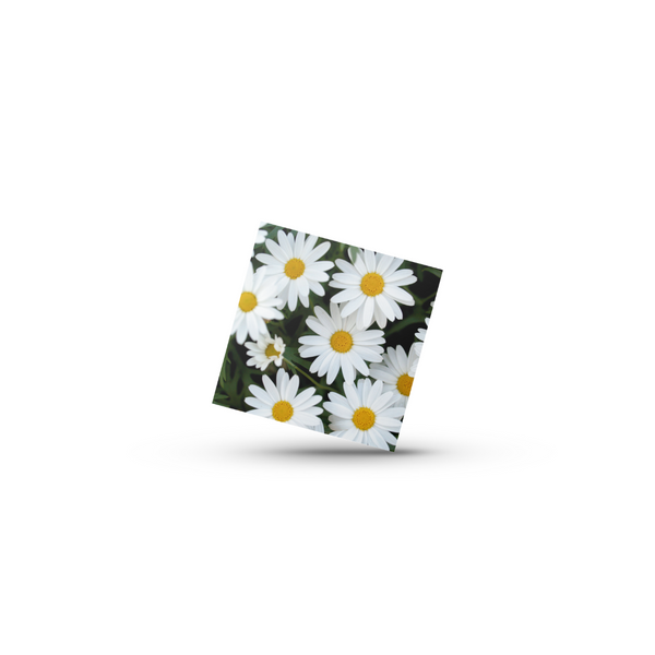 Daisies (Minikort)