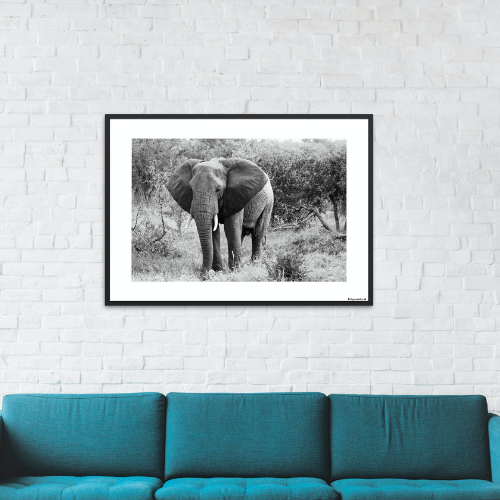 Safari - Elephant b/w