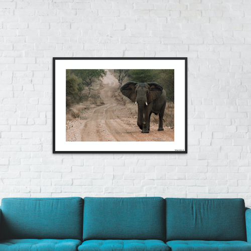 Safari - Elefant på vej (mat look)