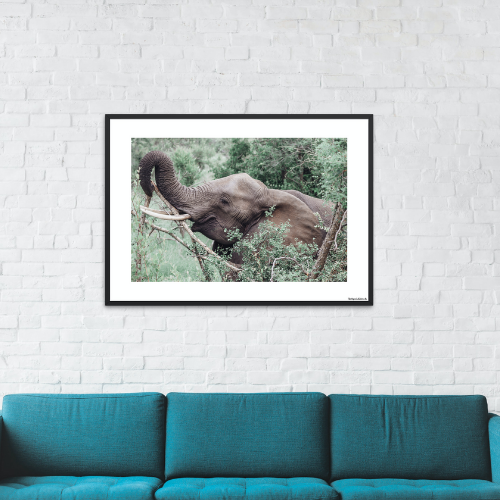 Safari - Elephant lifting its trunk (matt look)