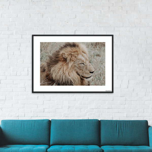 Safari - Male lion (matt look)