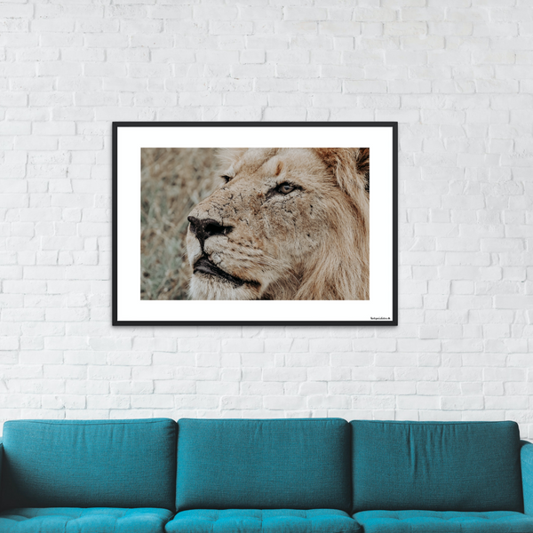 Safari - Lion (matte look)